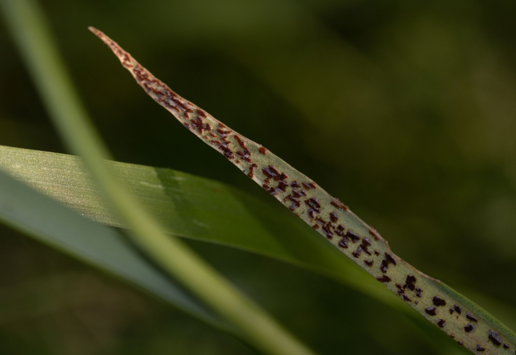 Uromyces aecidiiformis