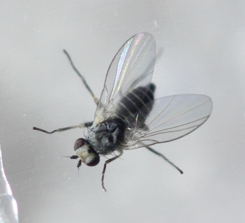 Phytomyza syngenesiae