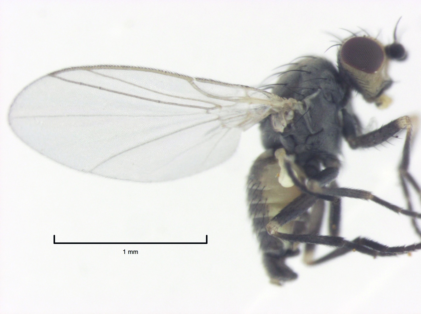 Phytomyza syngenesiae