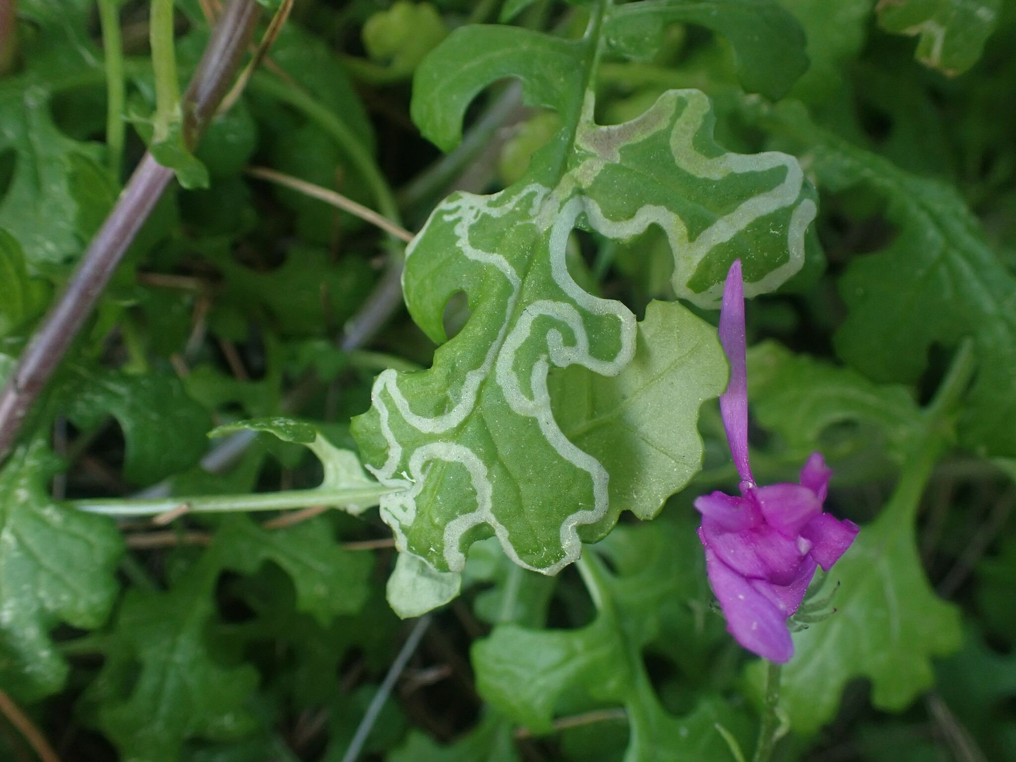Phytomyza syngenesiae