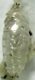 Phytomyza syngenesiae