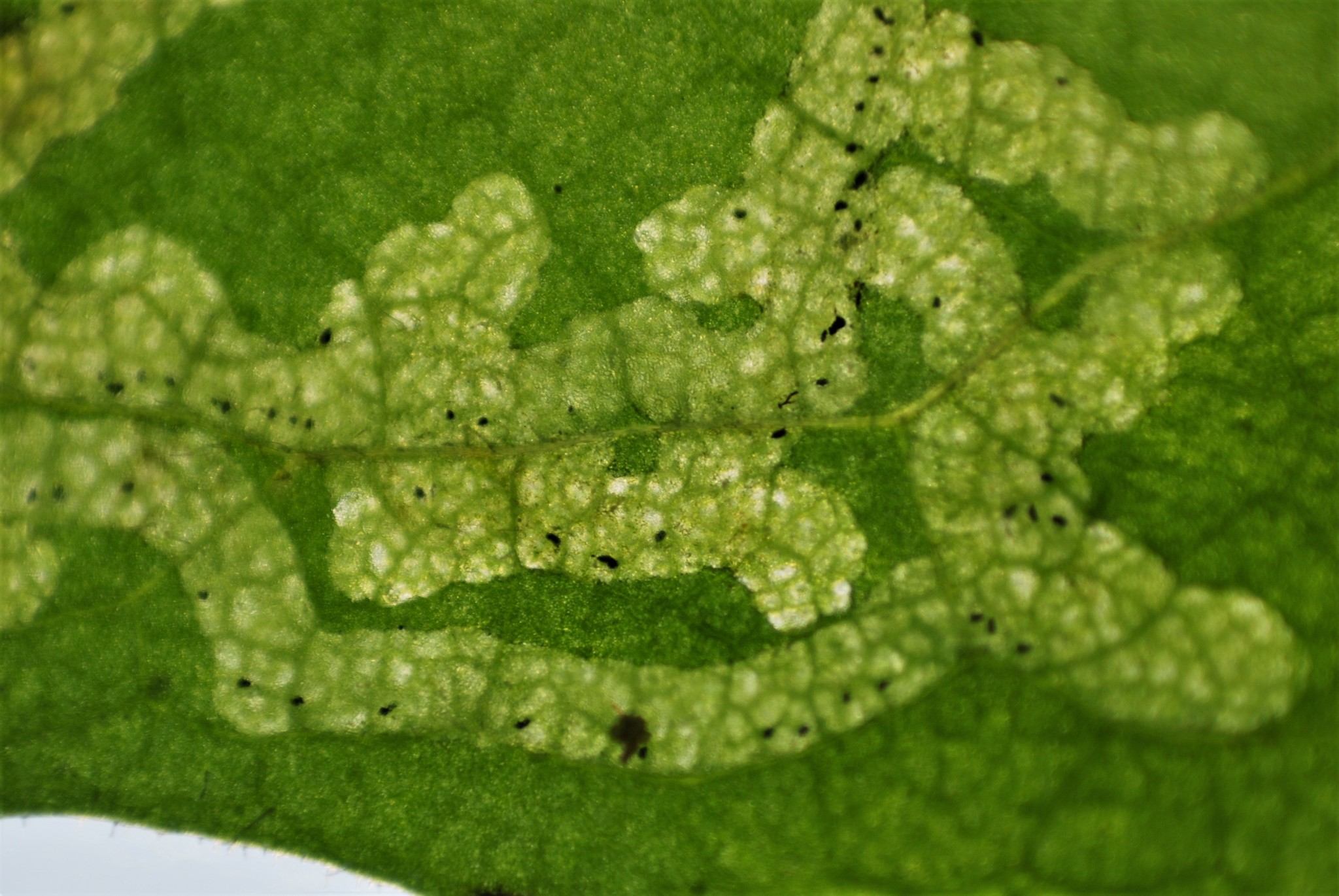 Phytomyza syngenesiae