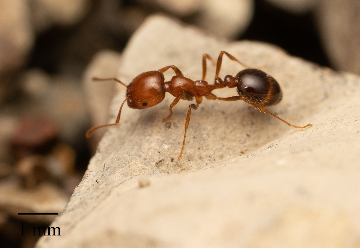 Solenopsis xyloni