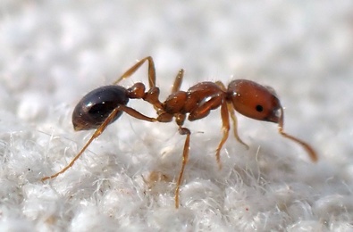 Solenopsis xyloni