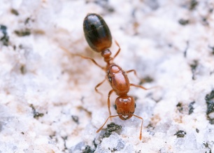 Solenopsis xyloni