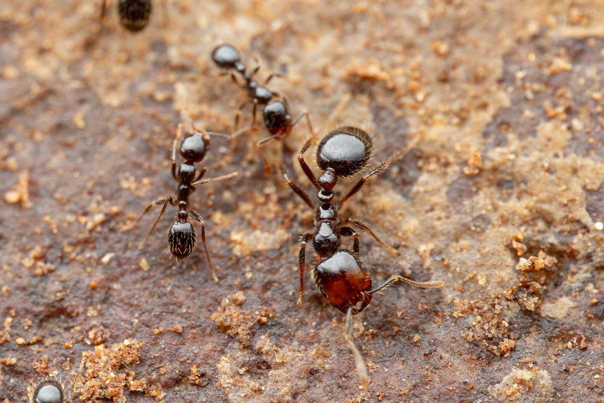 Solenopsis xyloni