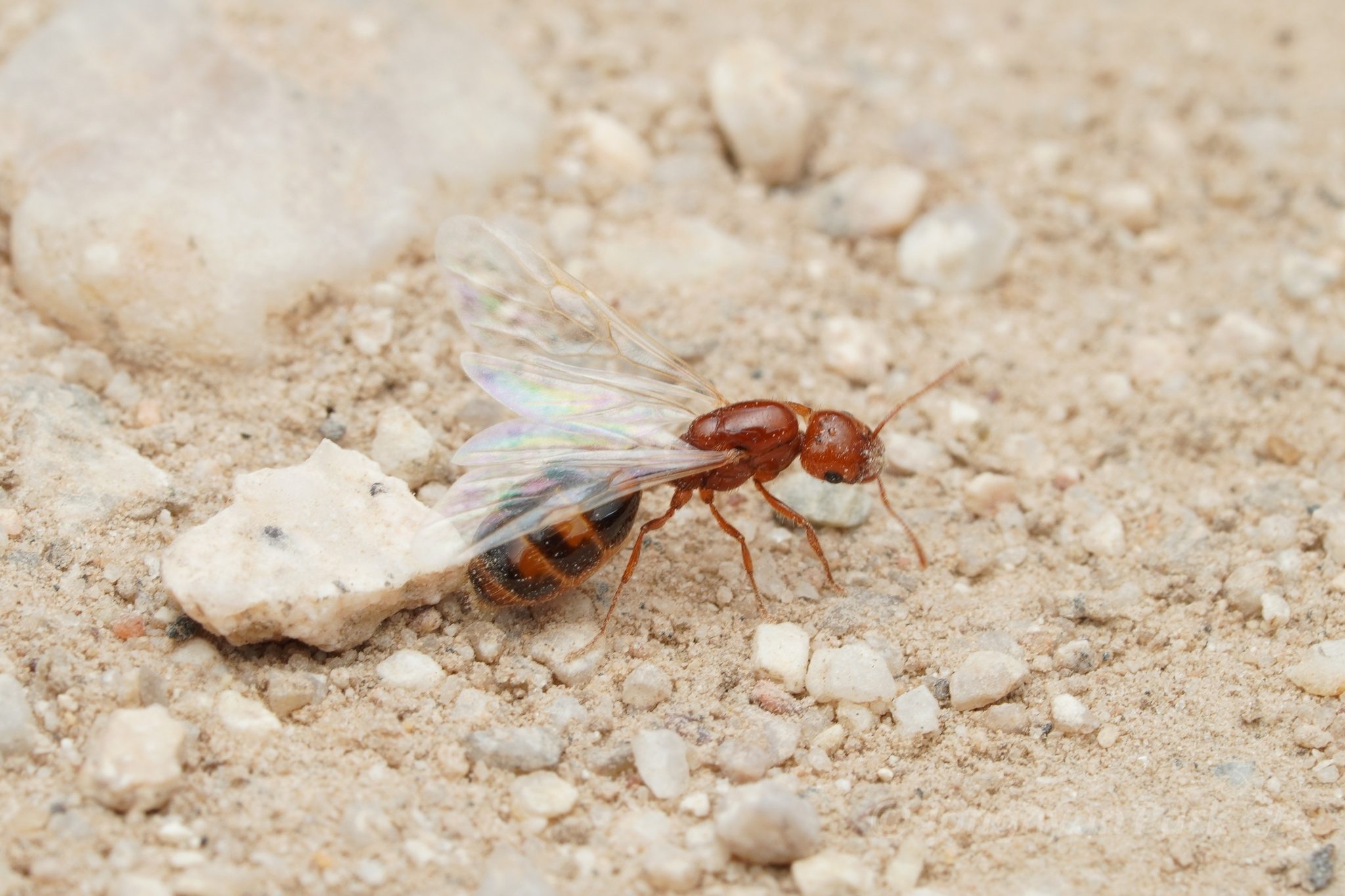 Solenopsis xyloni