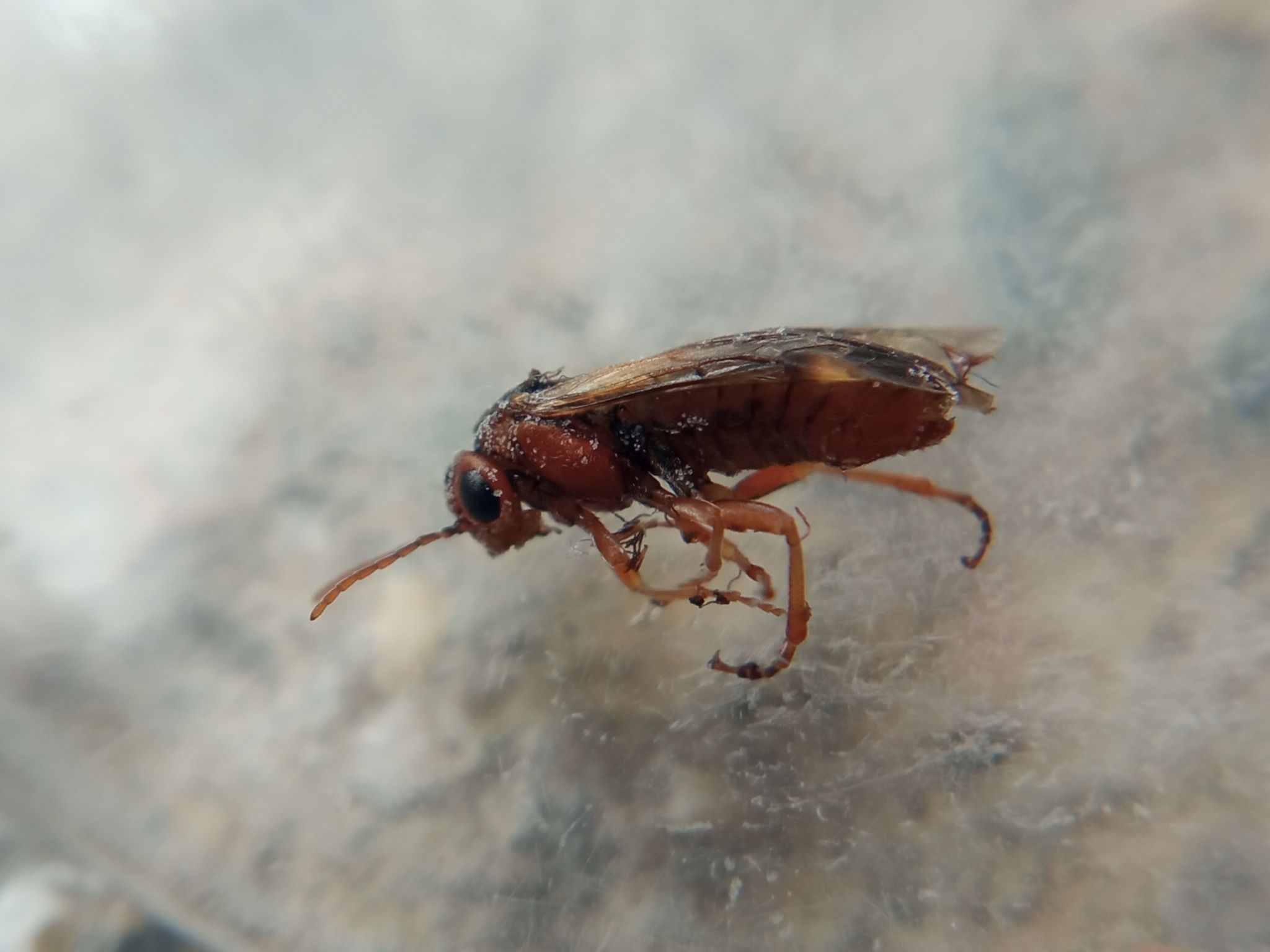 Hoplocampa brevis