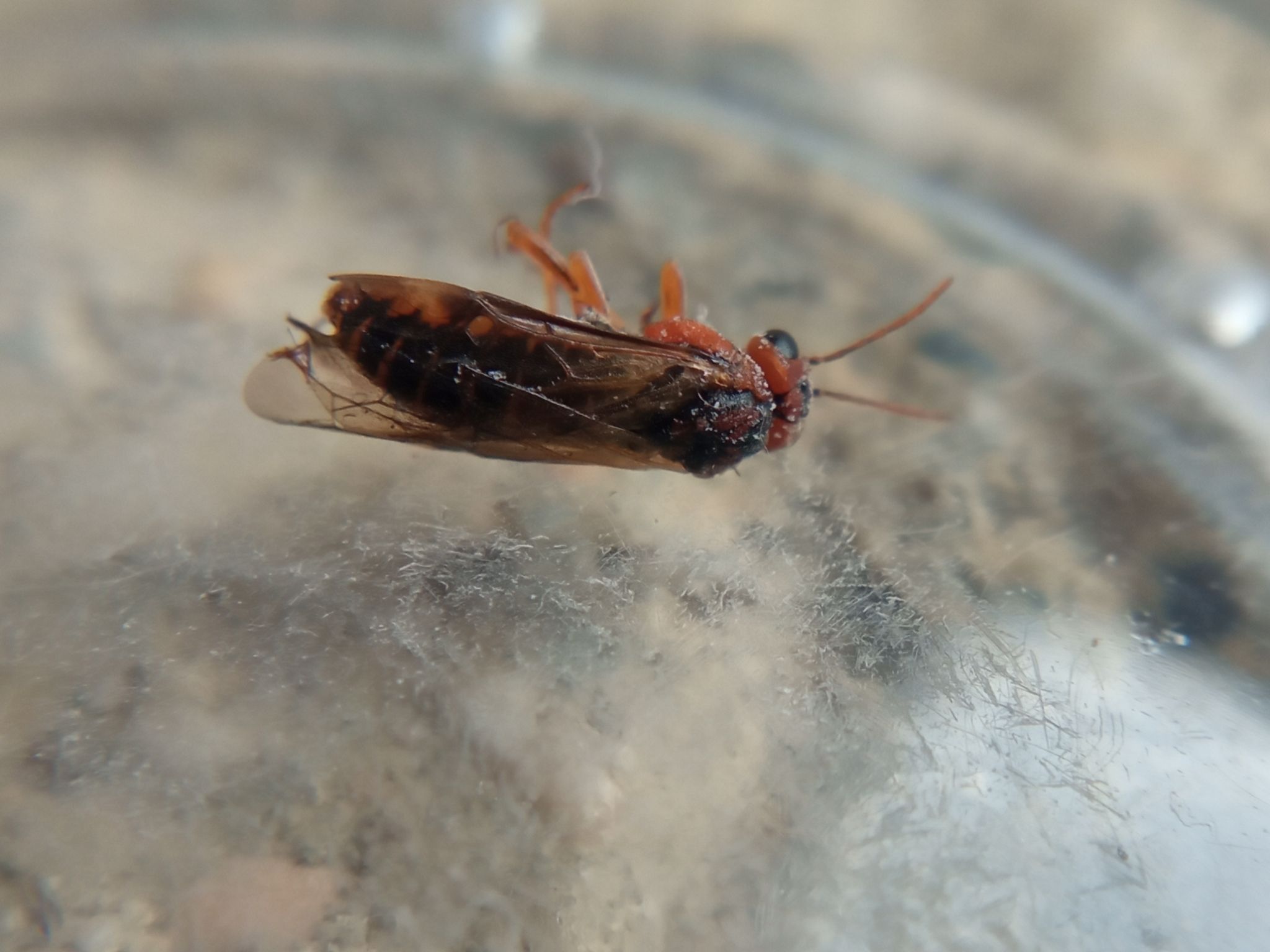 Hoplocampa brevis
