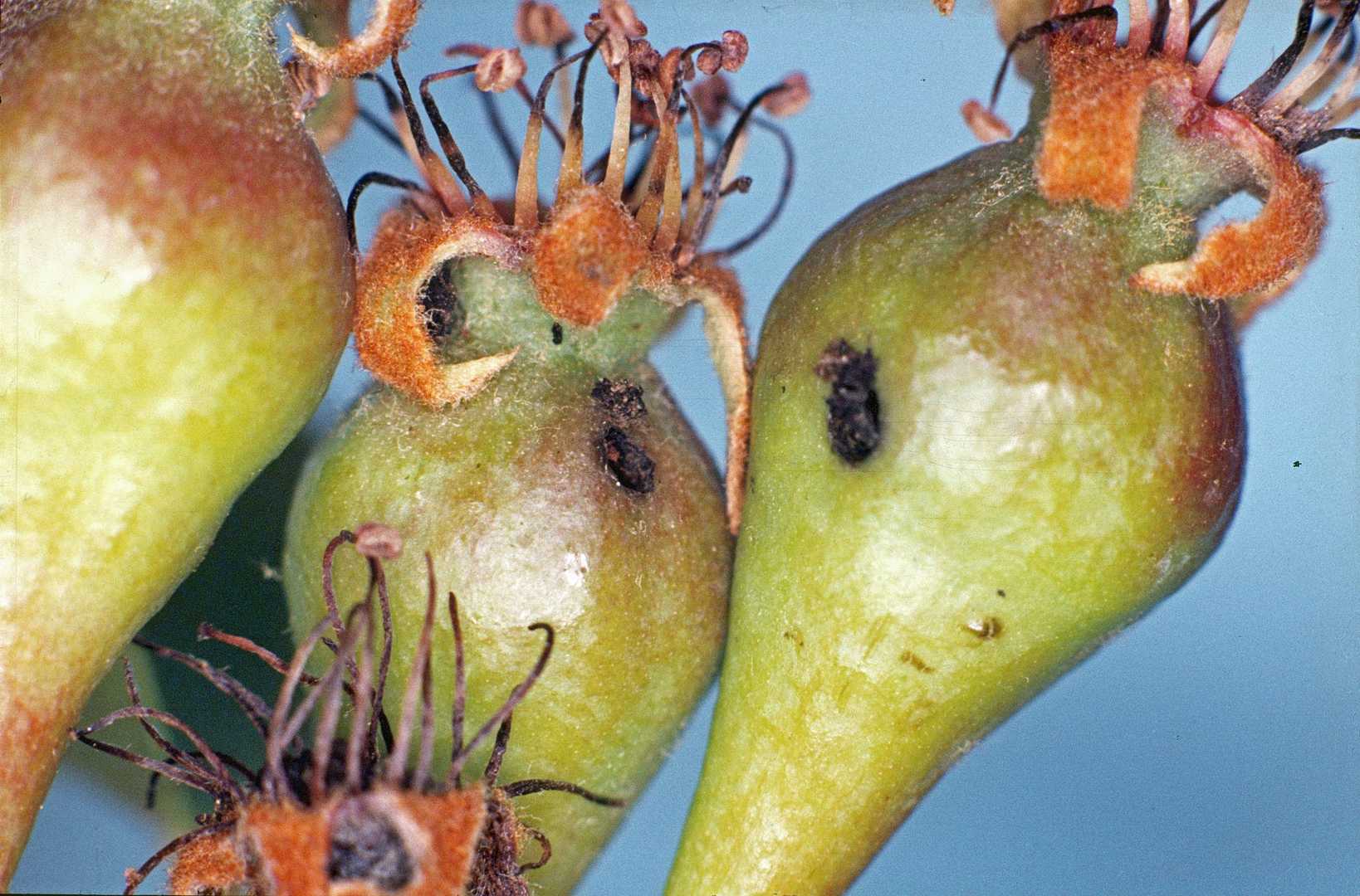 Hoplocampa brevis