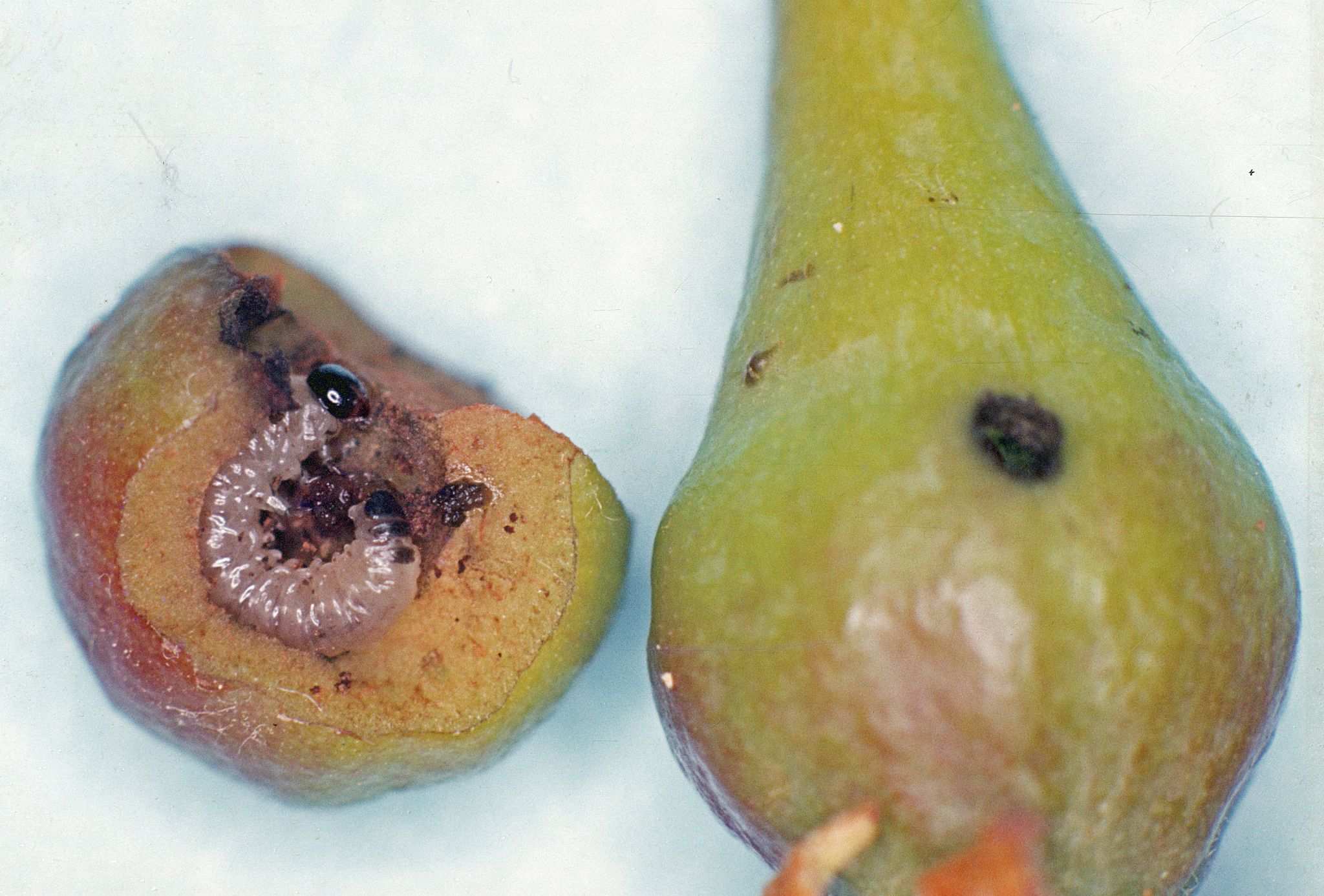 Hoplocampa brevis