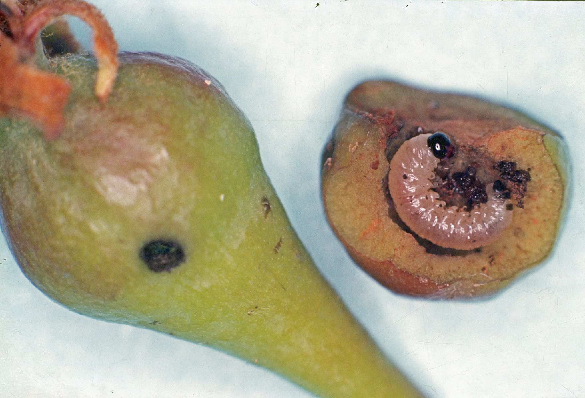 Hoplocampa brevis