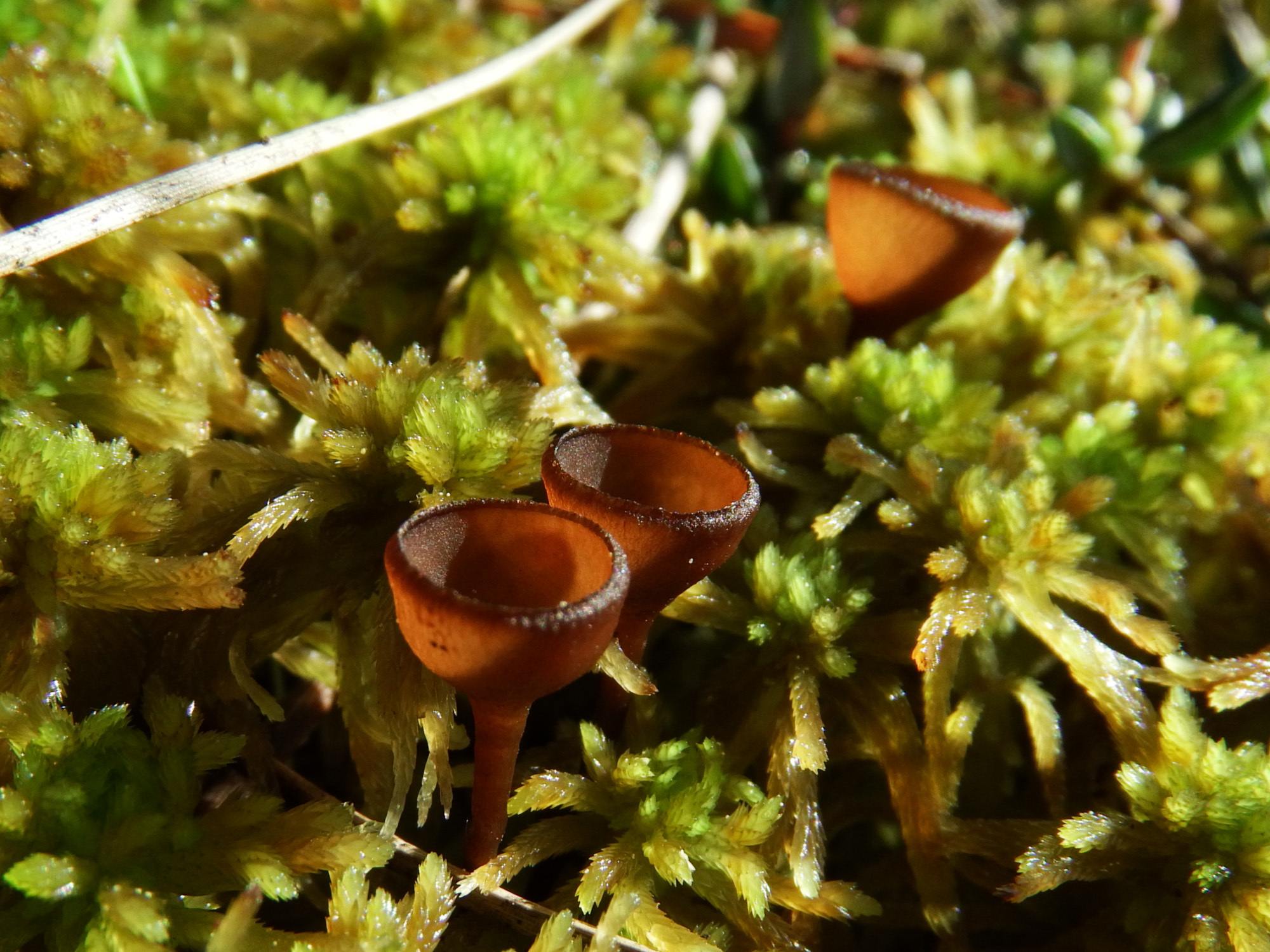 Monilinia oxycocci