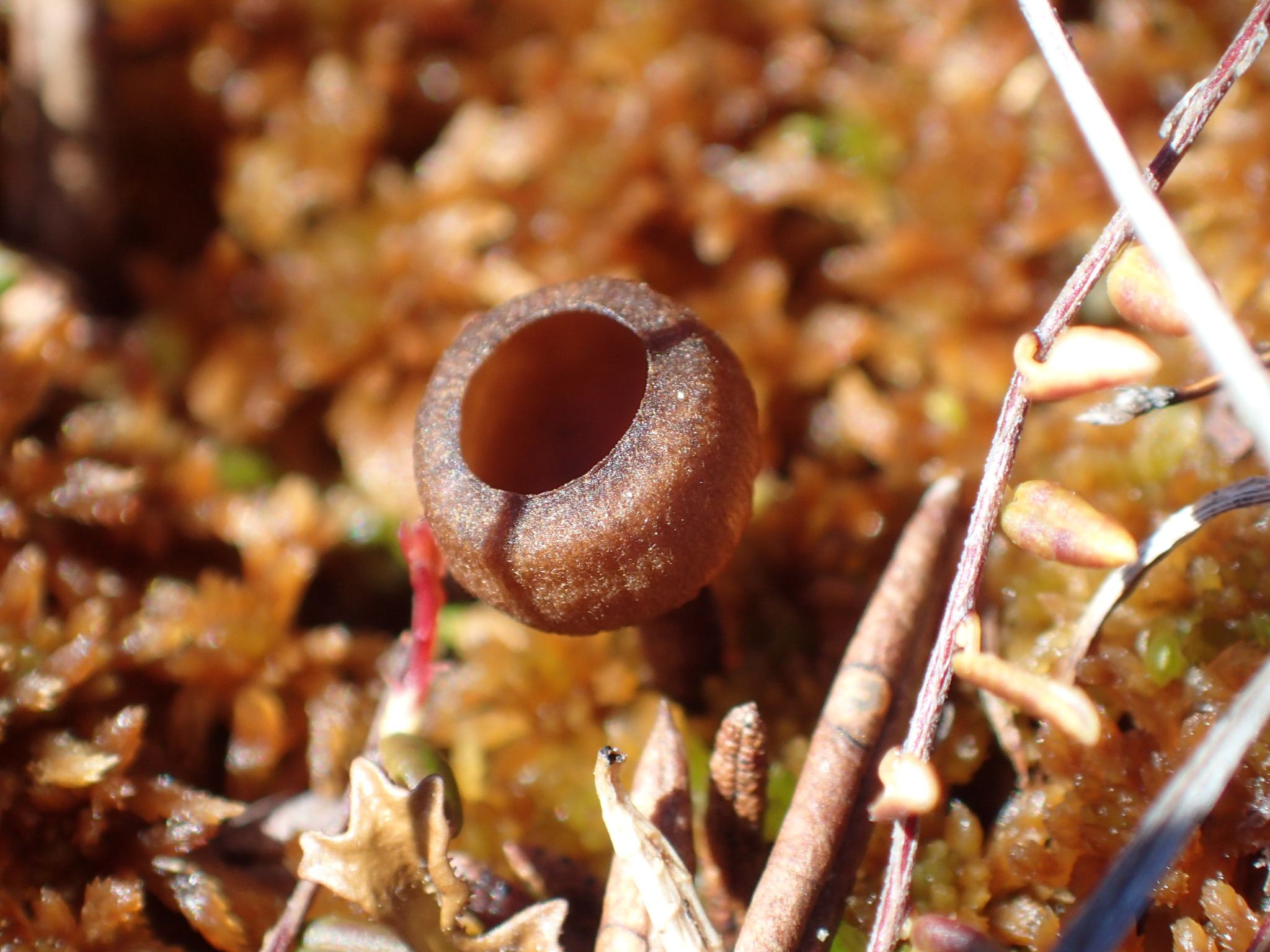 Monilinia oxycocci