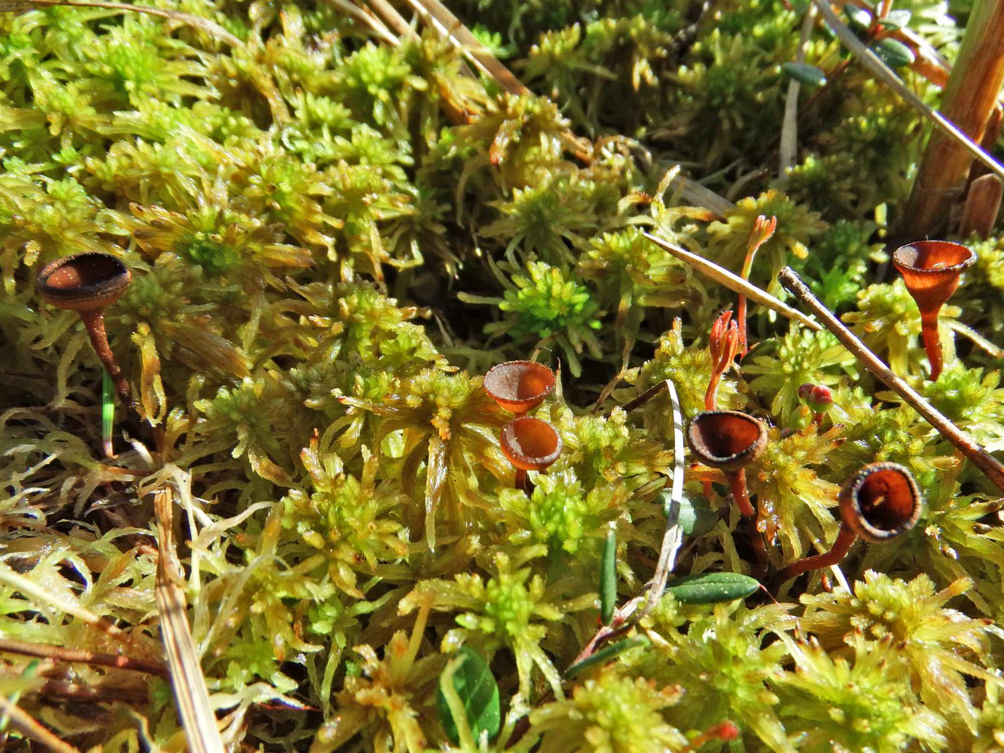 Monilinia oxycocci