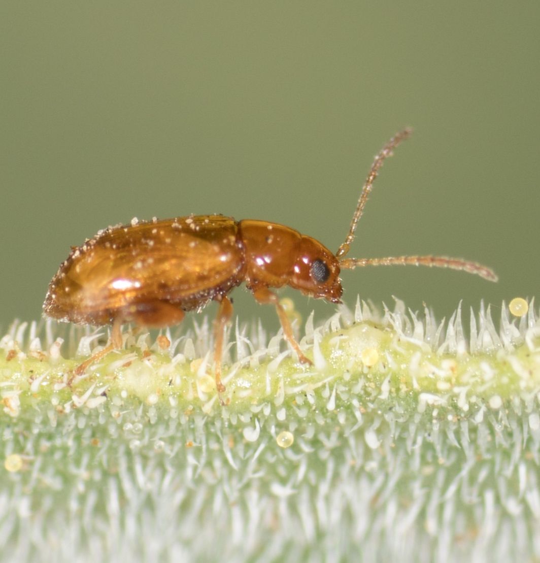 Glyptina