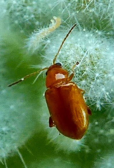 Glyptina