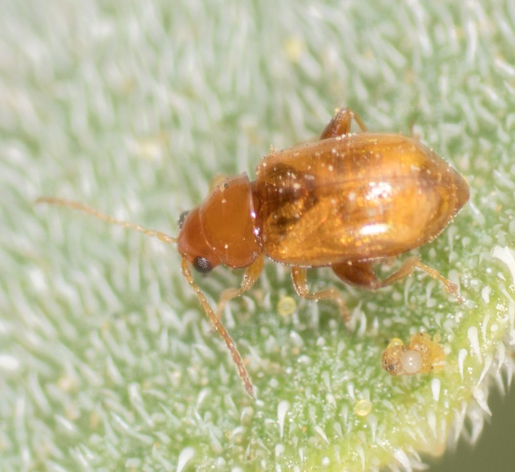 Glyptina