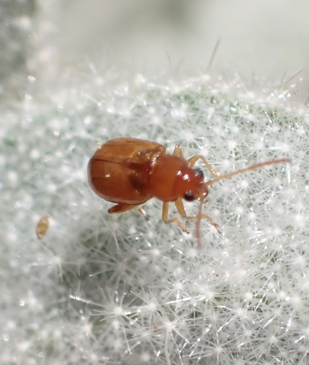 Glyptina