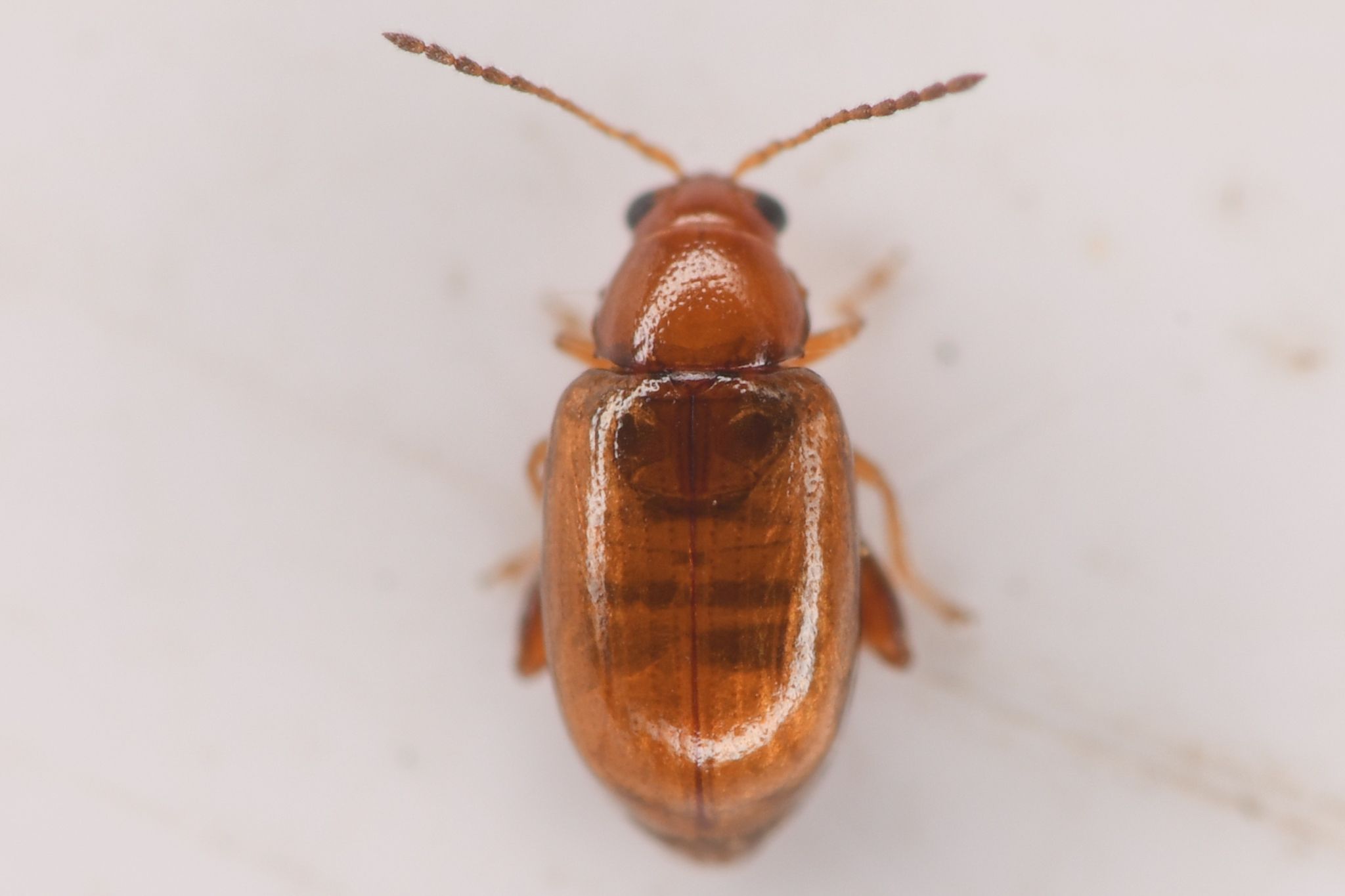 Glyptina