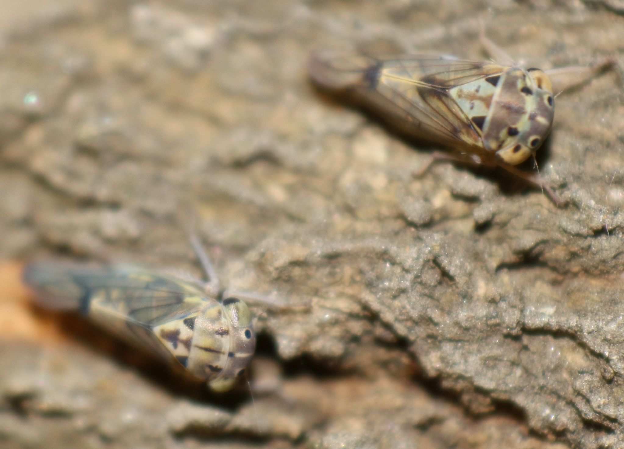 Amritodus atkinsoni