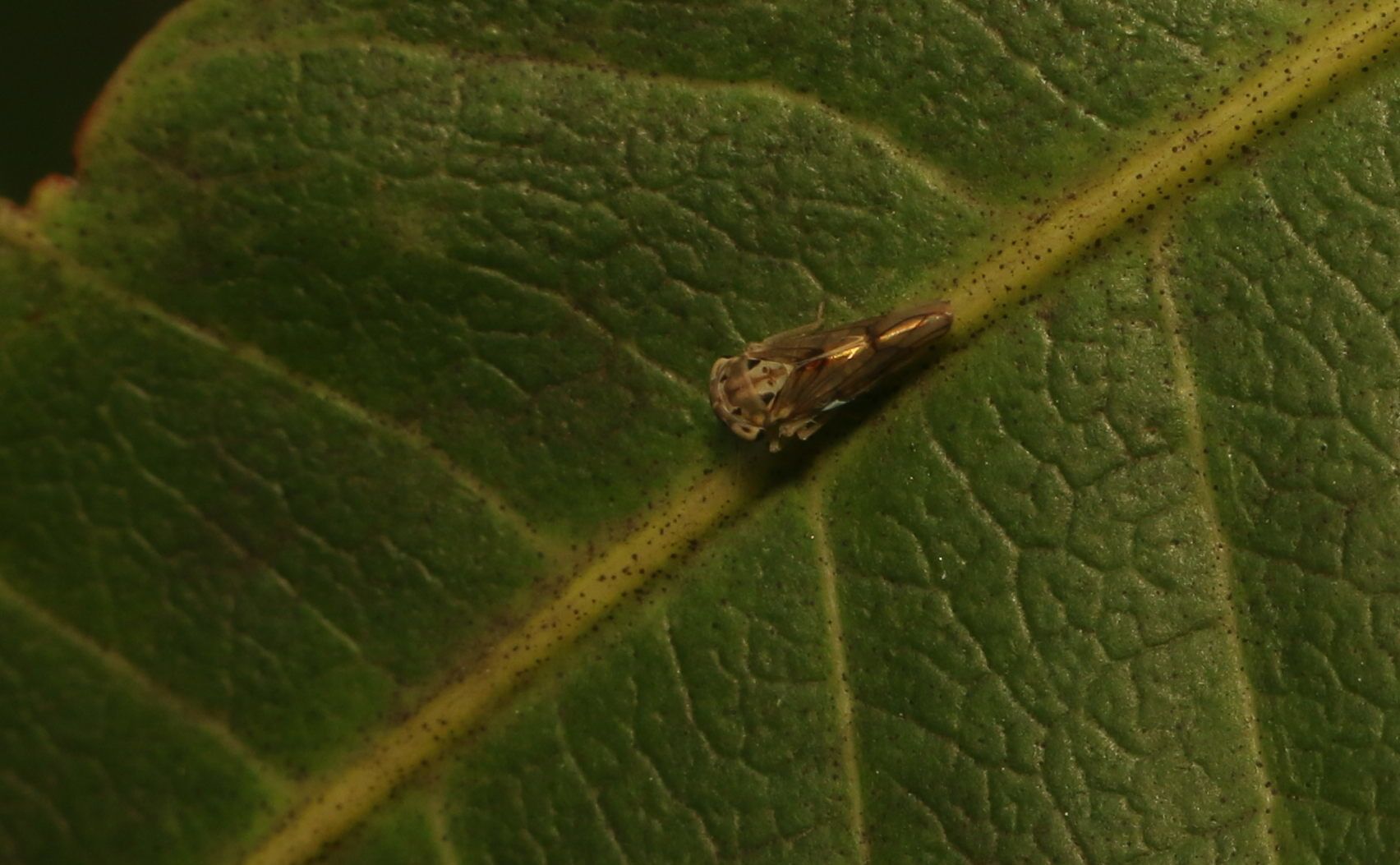 Amritodus atkinsoni