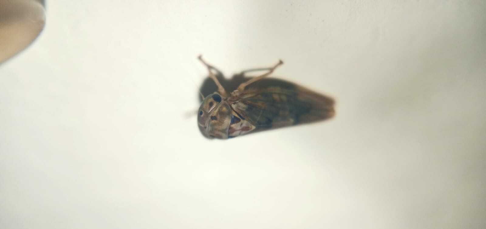 Amritodus atkinsoni