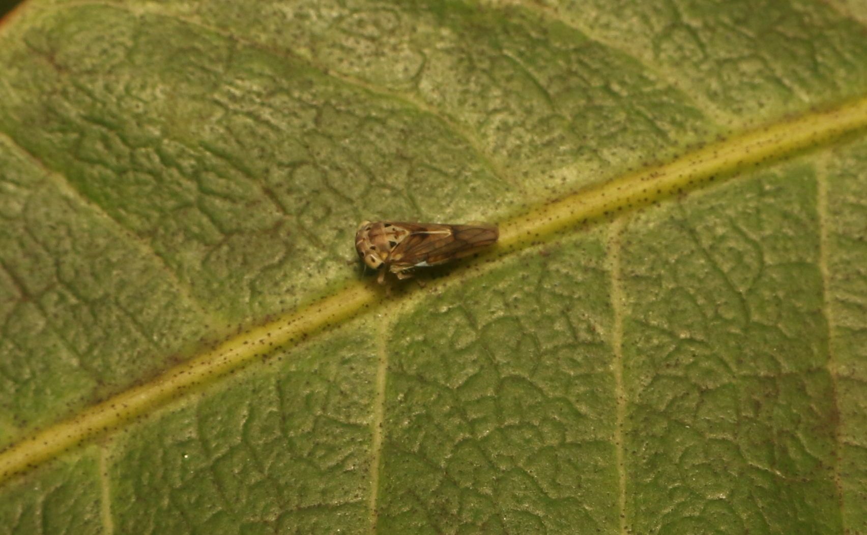 Amritodus atkinsoni