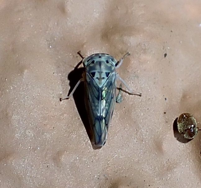 Amritodus atkinsoni