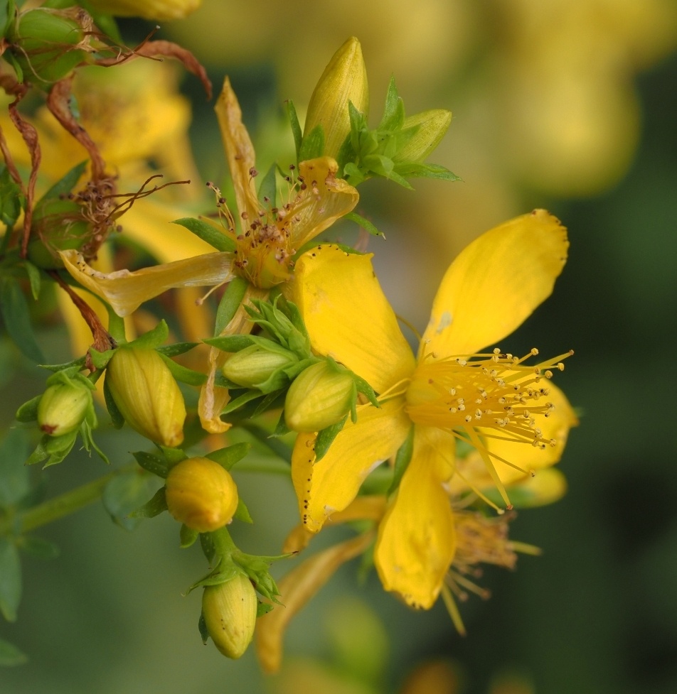 Hypericum perforatum