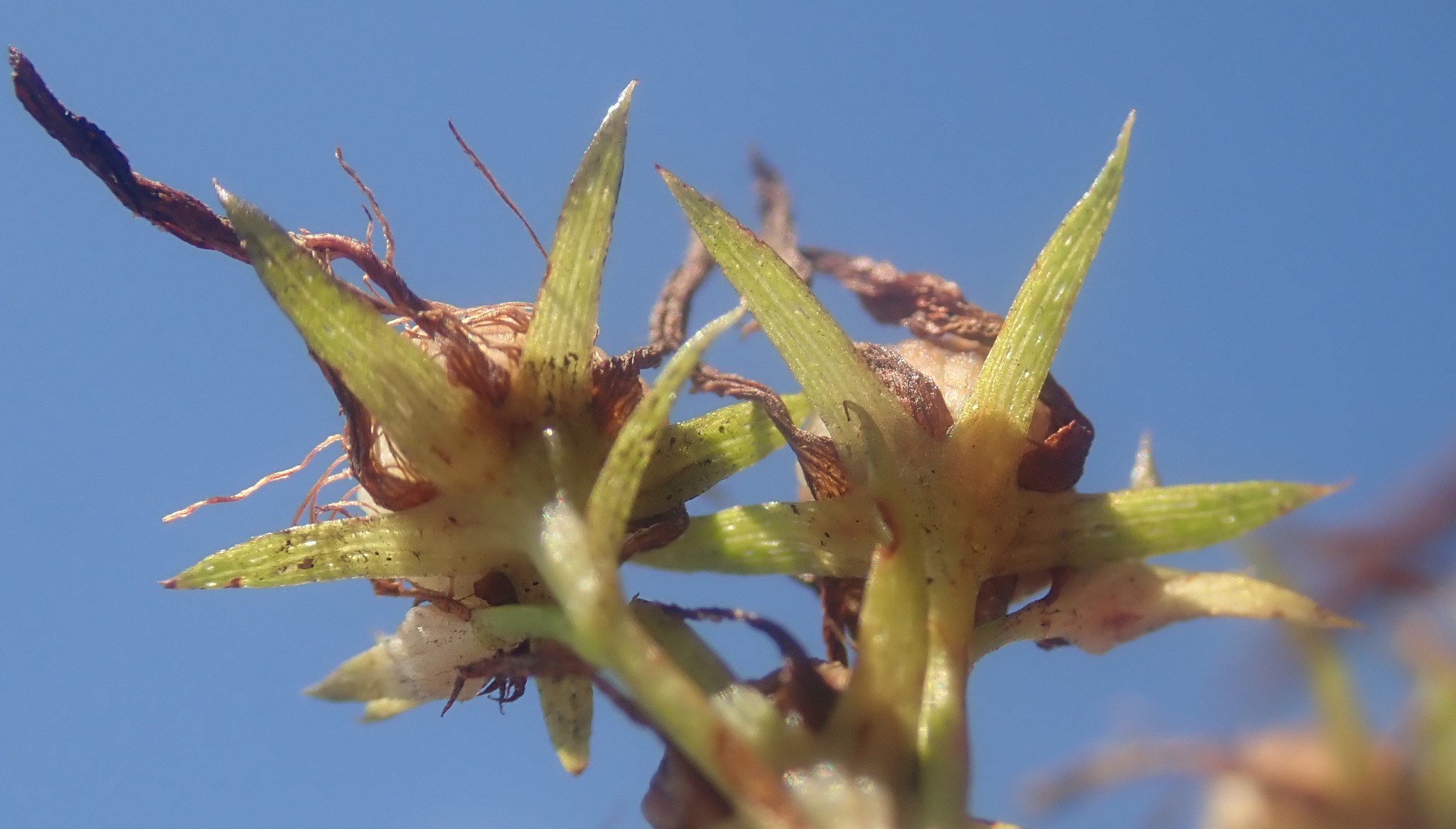 Hypericum perforatum