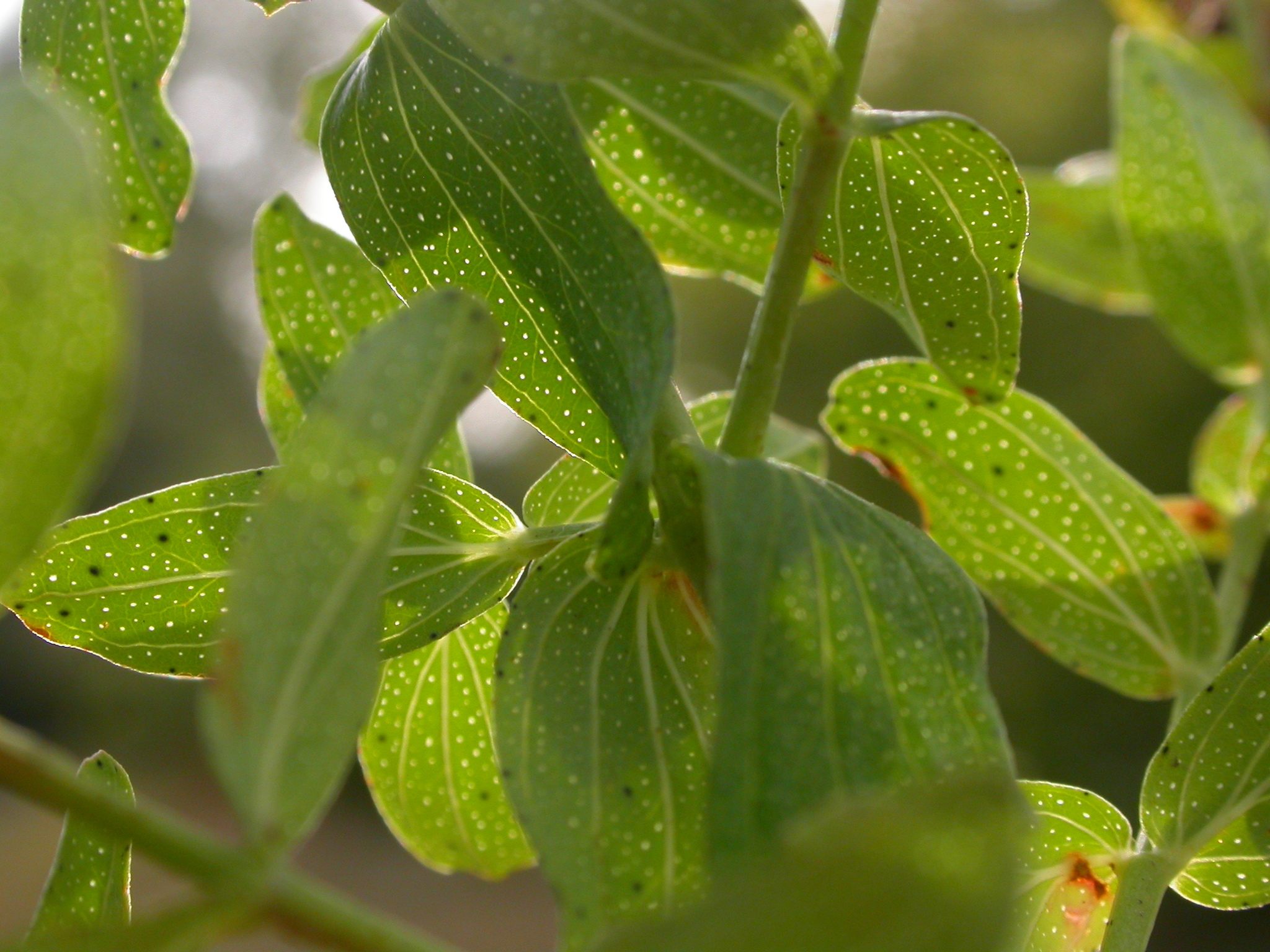 Hypericum perforatum