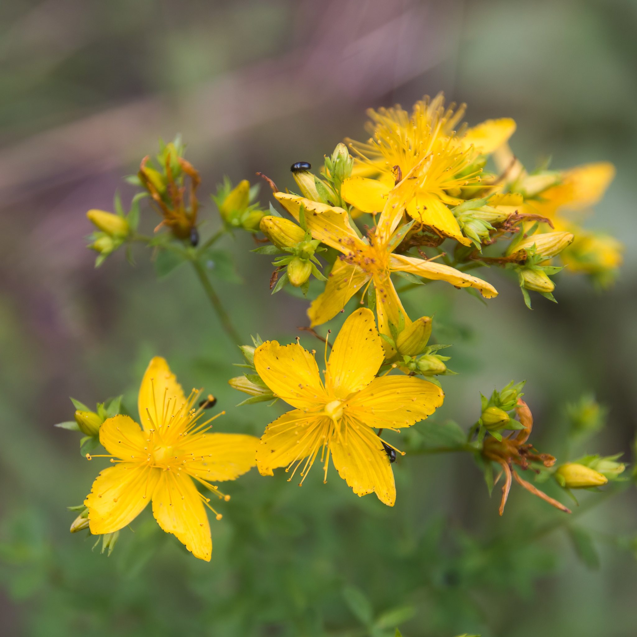 Hypericum perforatum