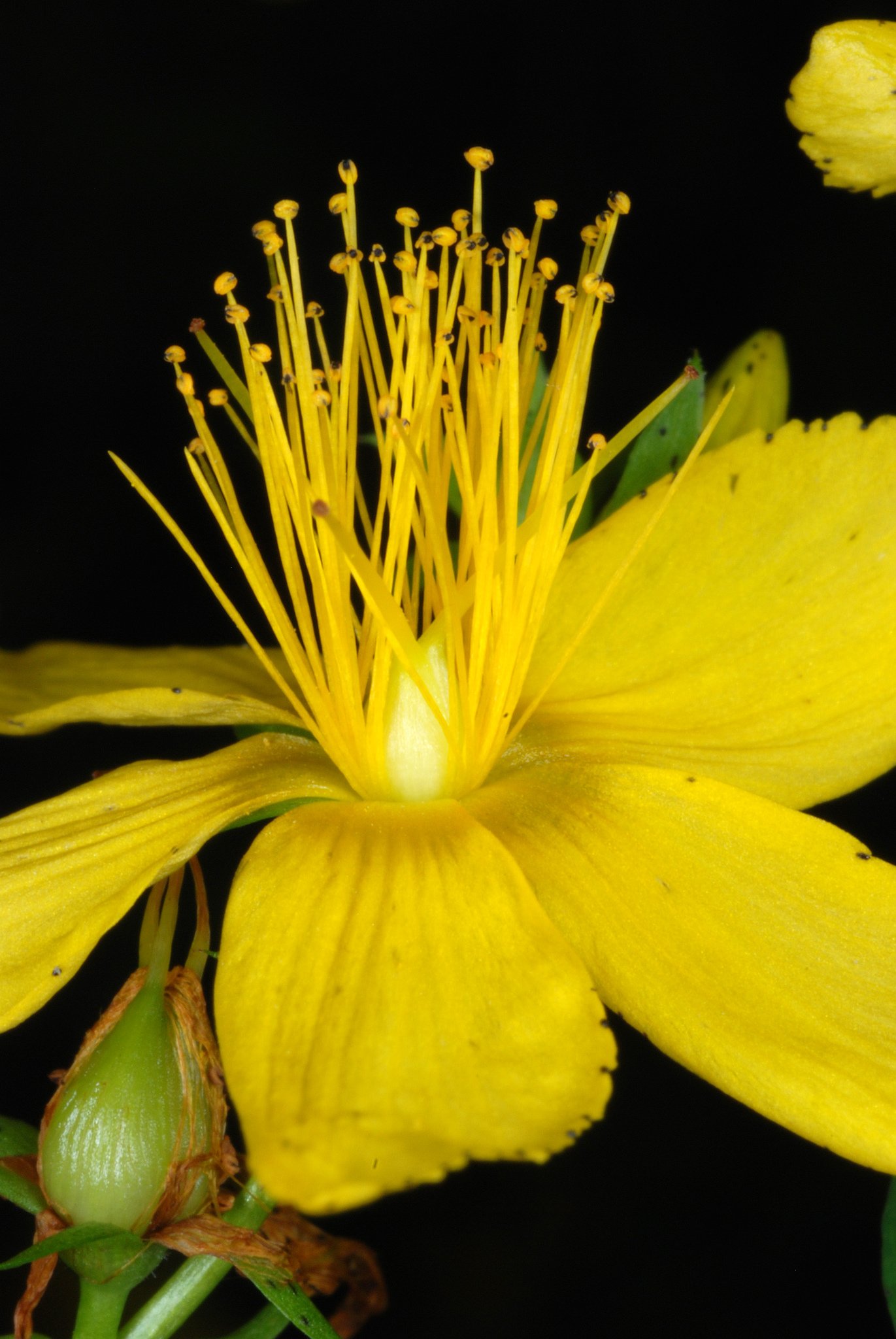 Hypericum perforatum