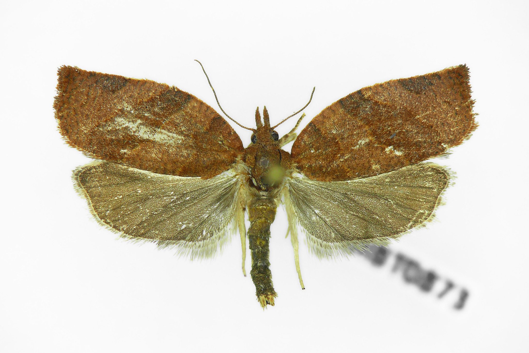 Pandemis heparana