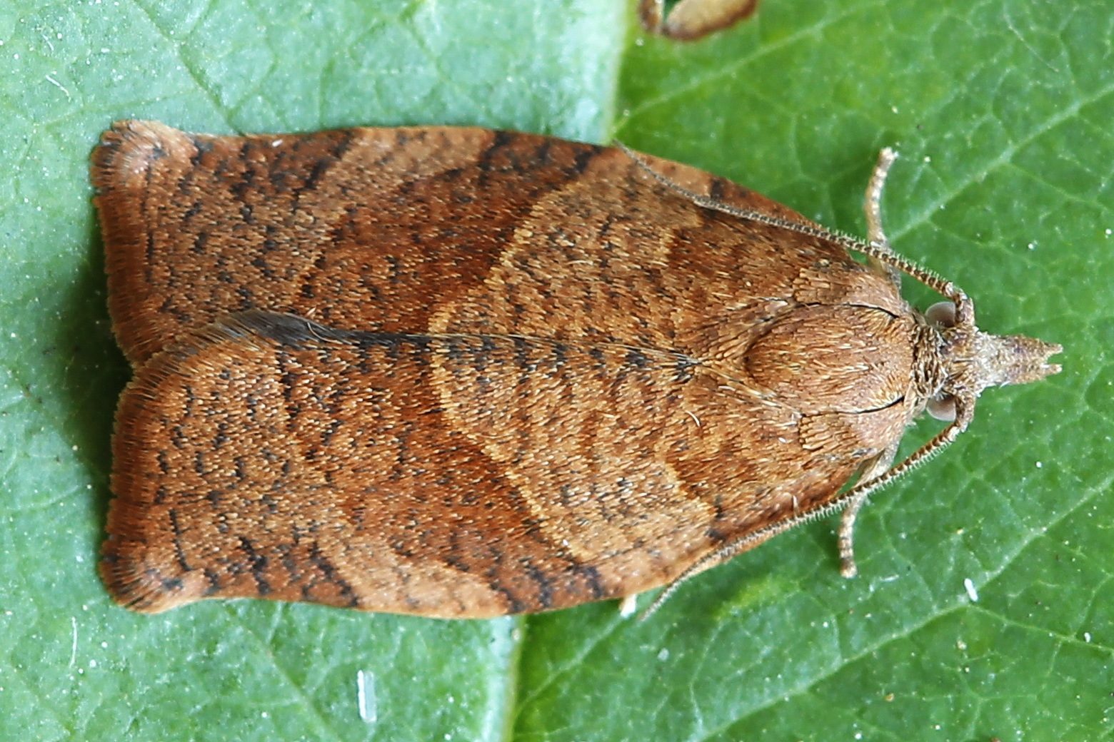 Pandemis heparana