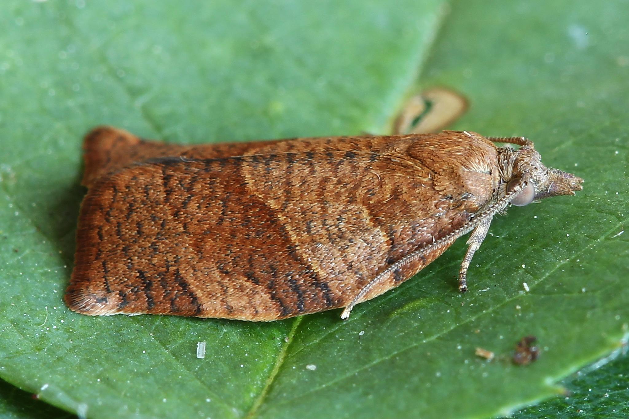 Pandemis heparana