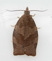 Pandemis heparana