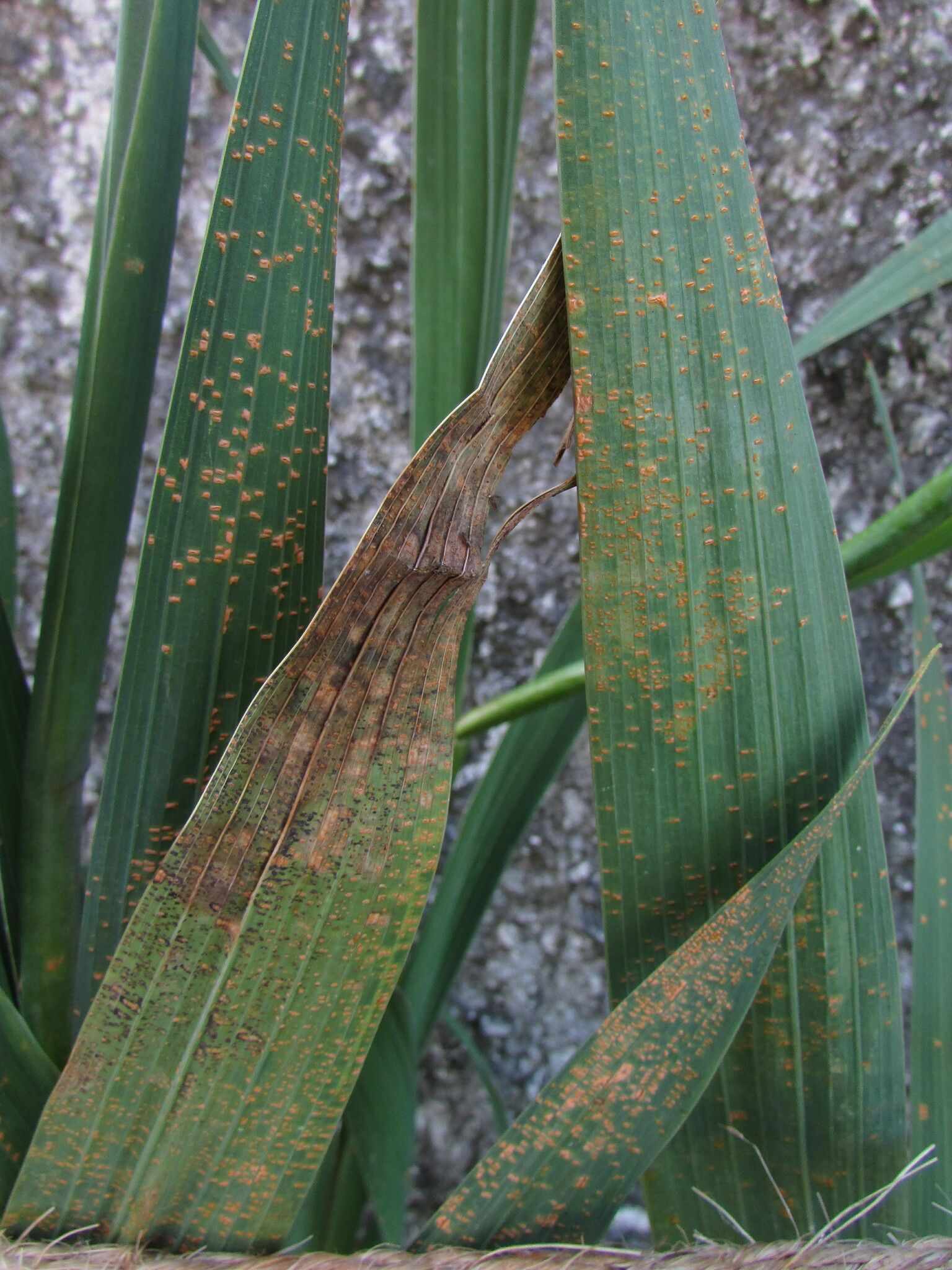 Uromyces transversalis