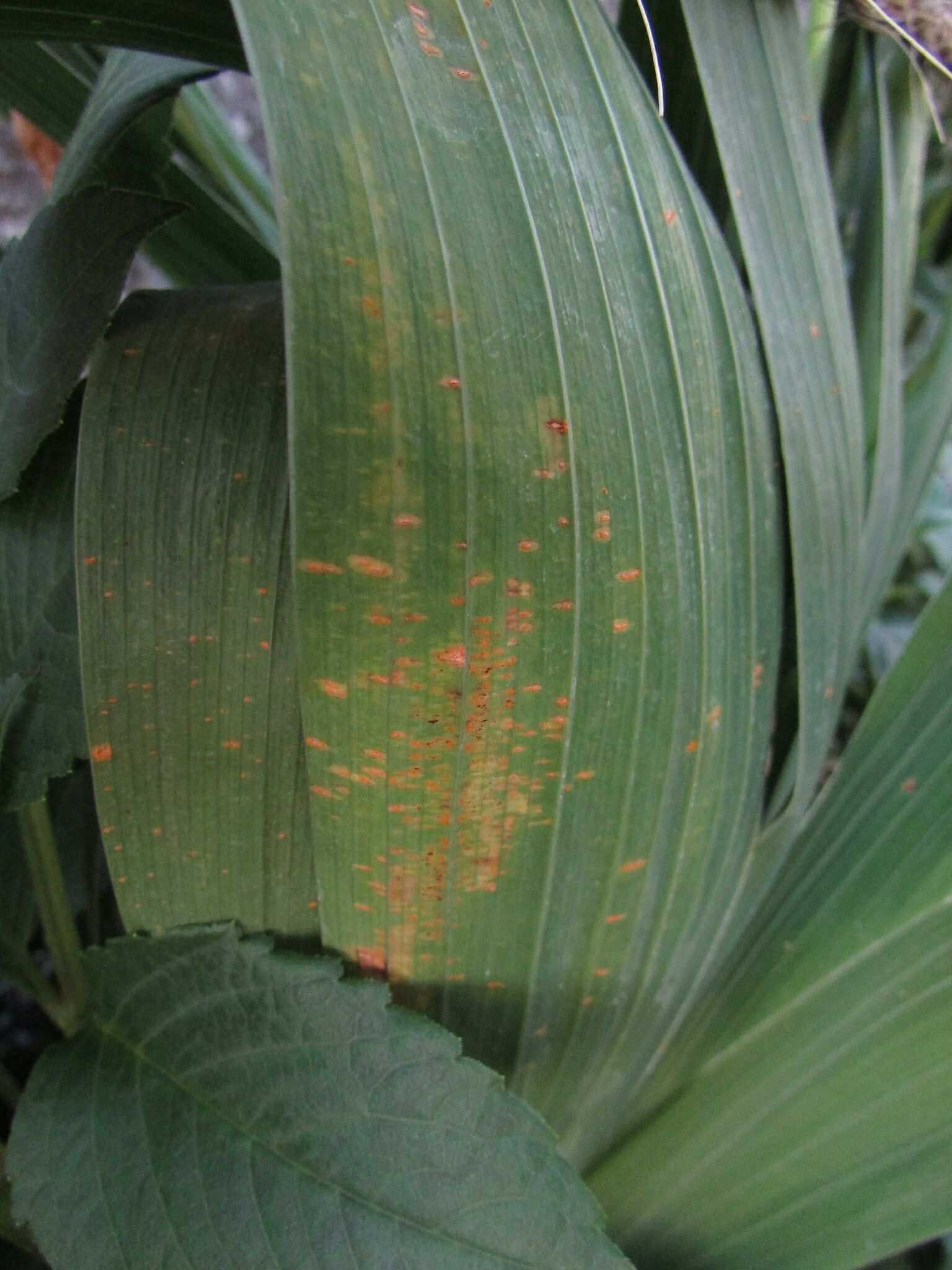 Uromyces transversalis