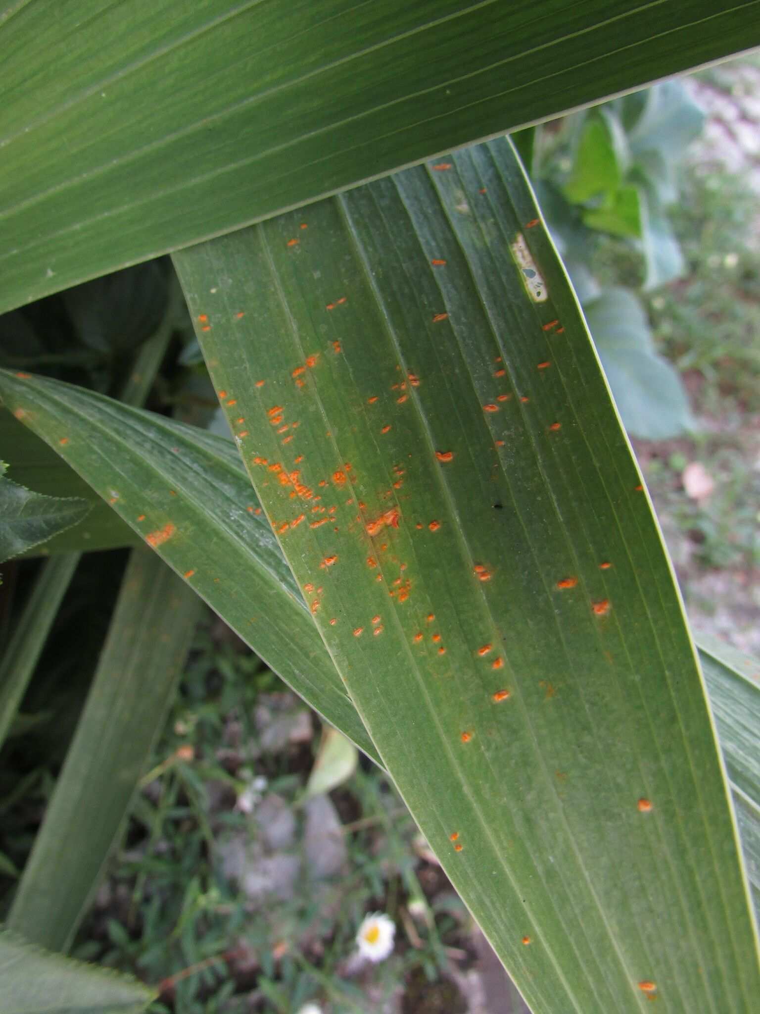 Uromyces transversalis
