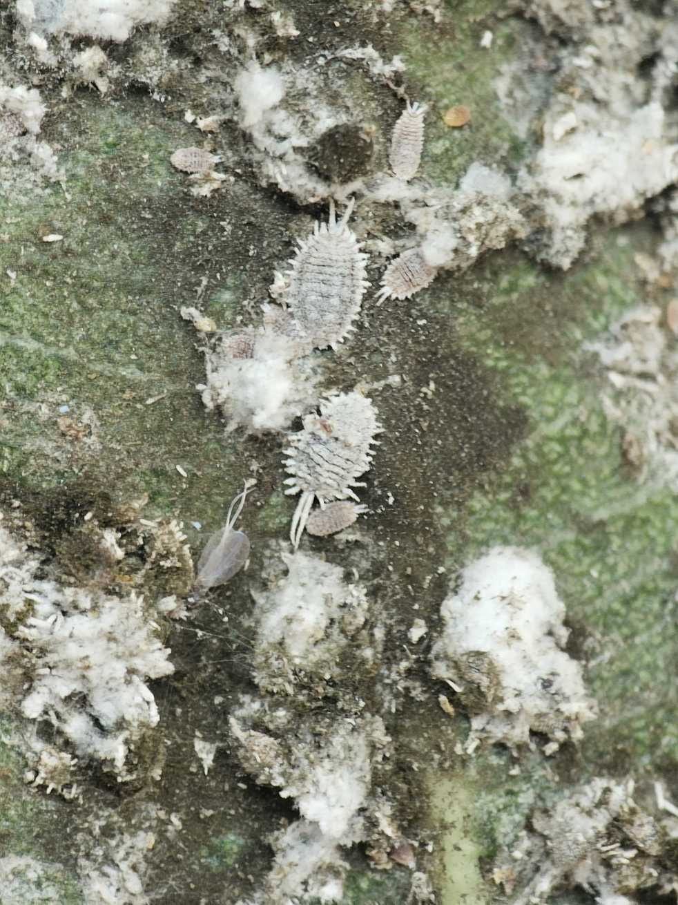 Pseudococcus affinis