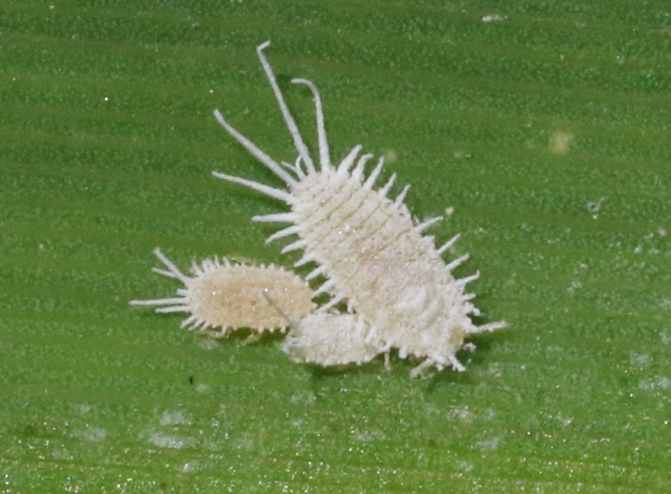 Pseudococcus affinis