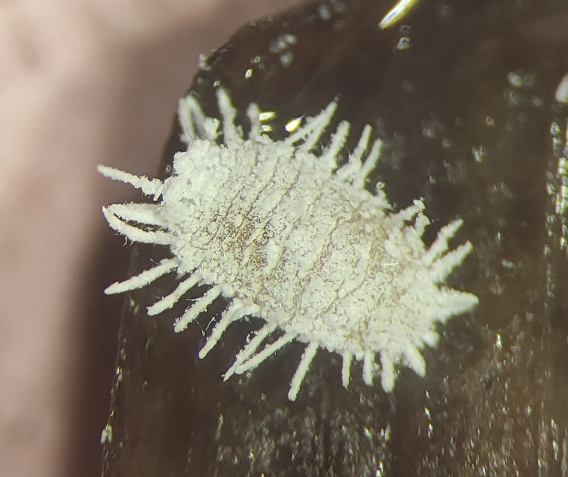 Pseudococcus affinis