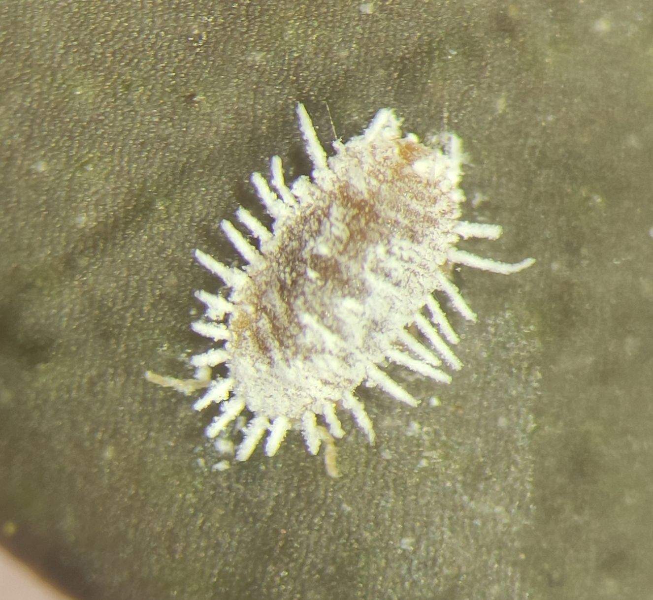 Pseudococcus affinis