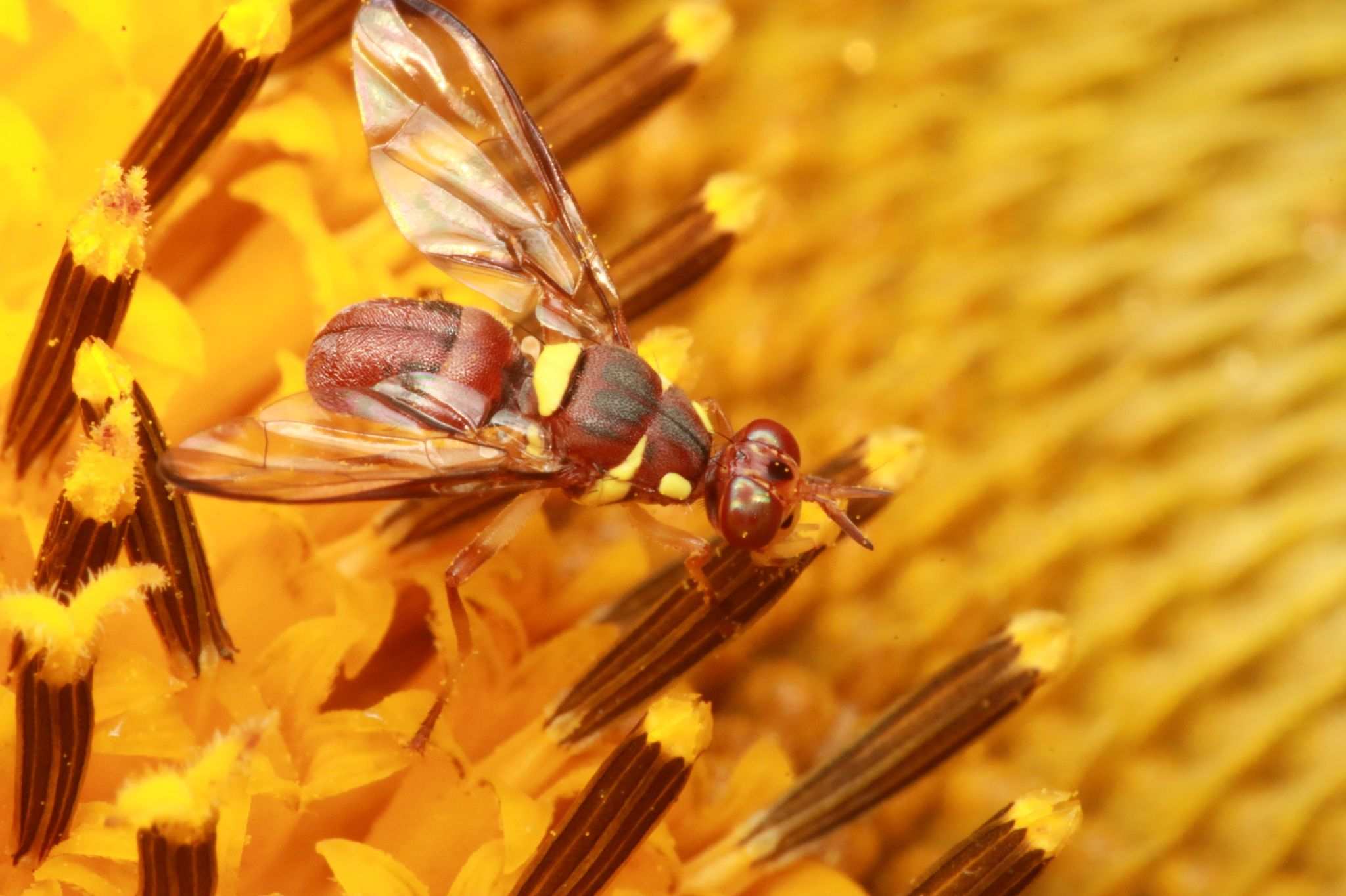 Dacus frontalis