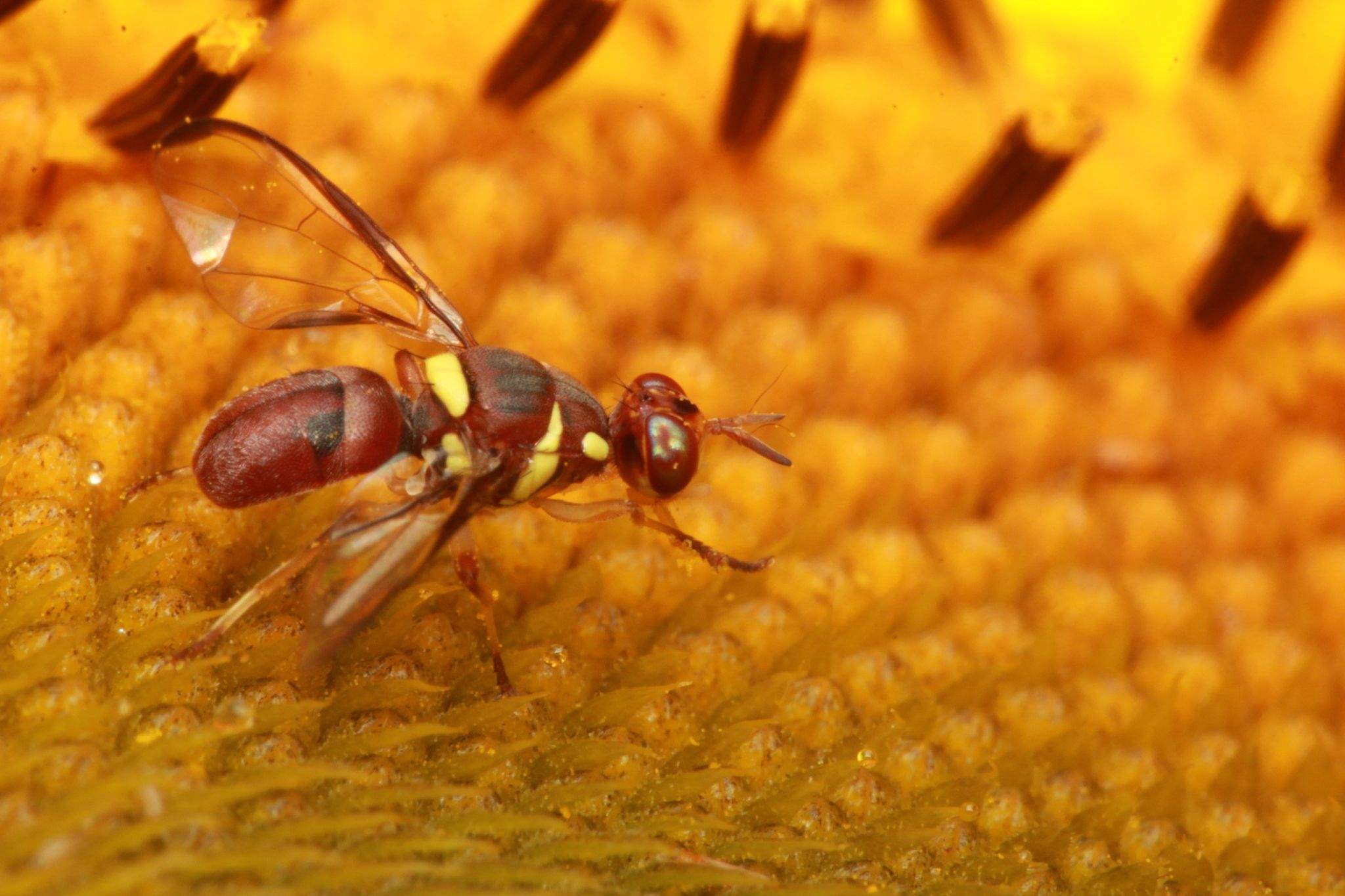Dacus frontalis