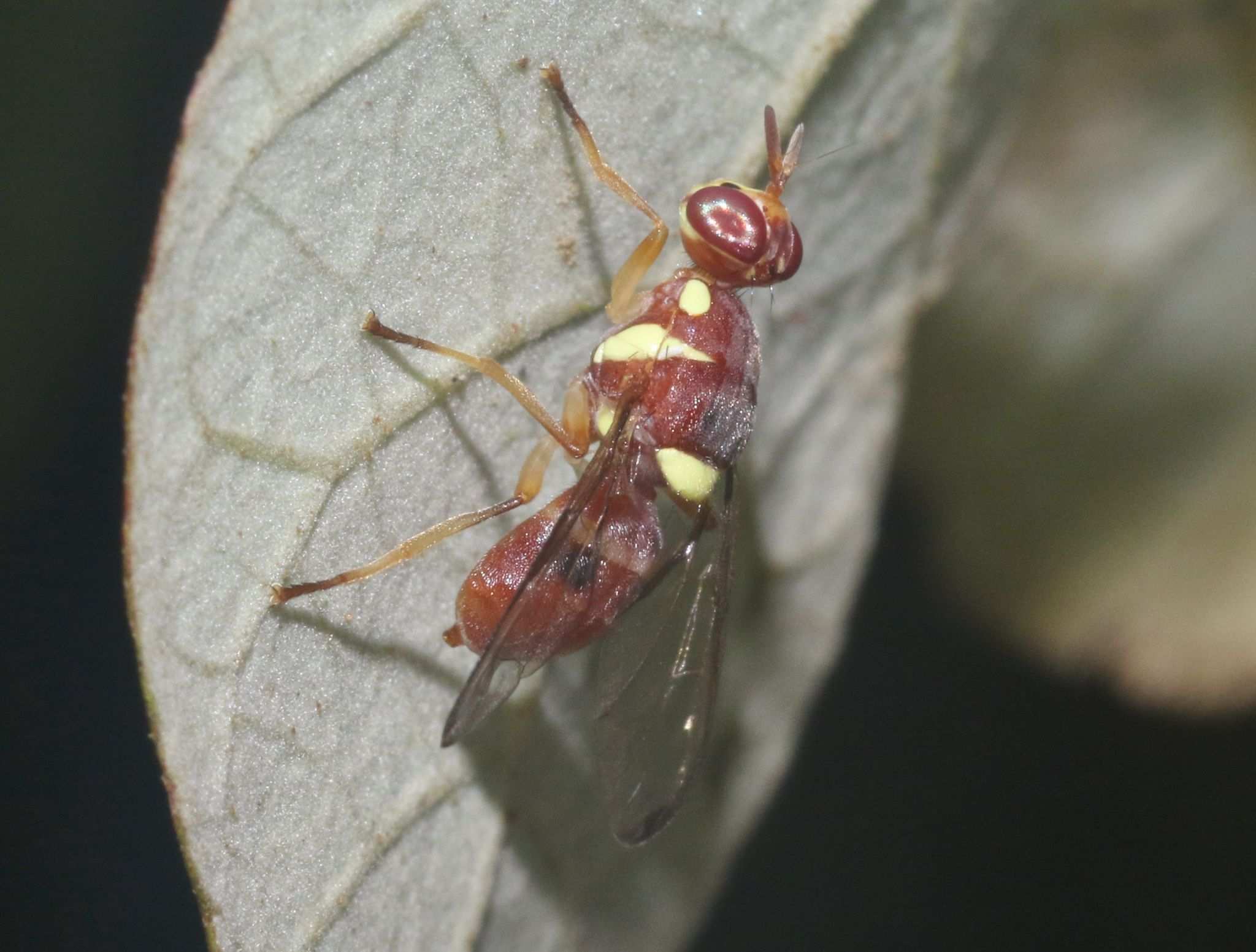 Dacus frontalis