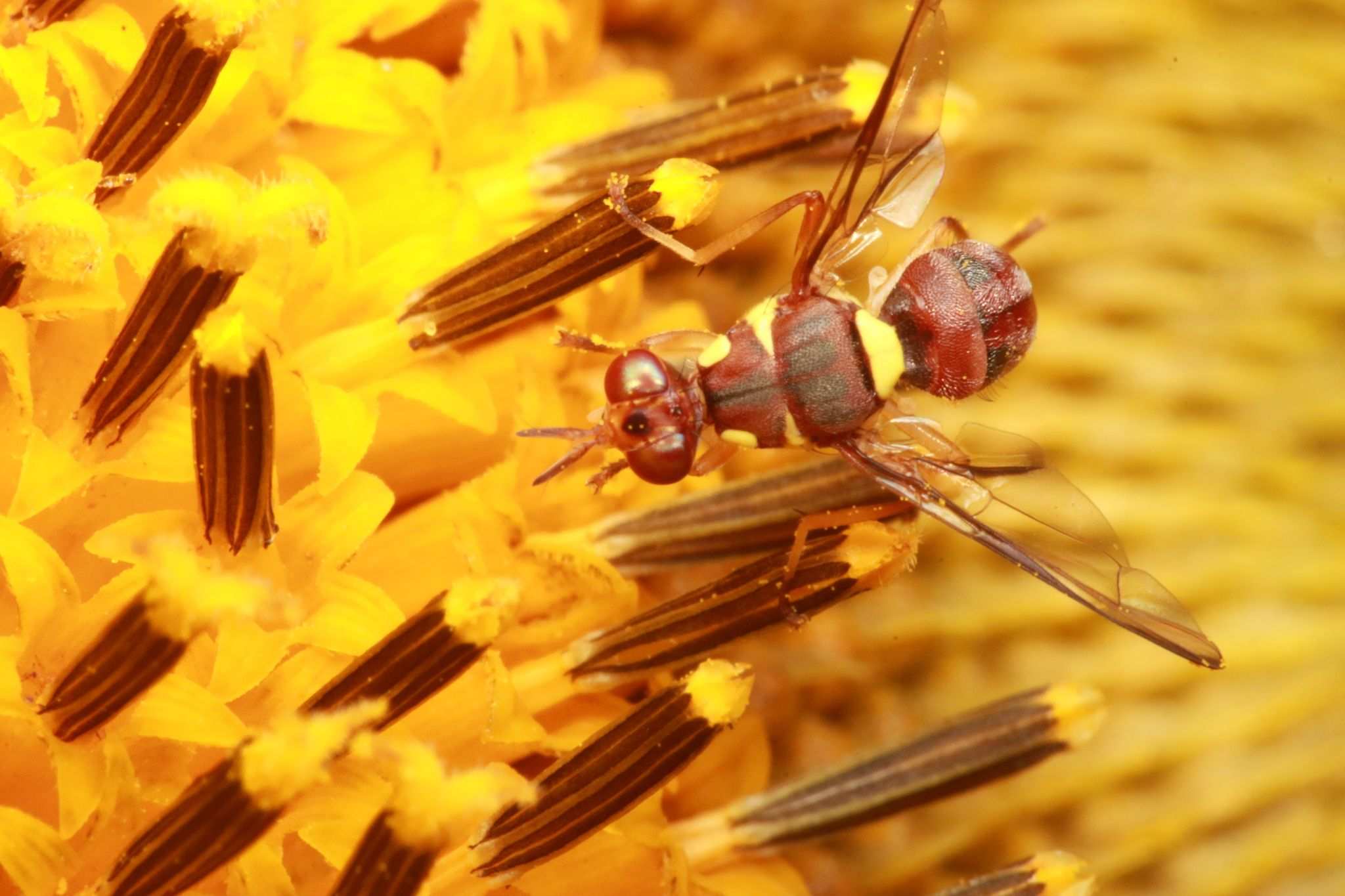Dacus frontalis