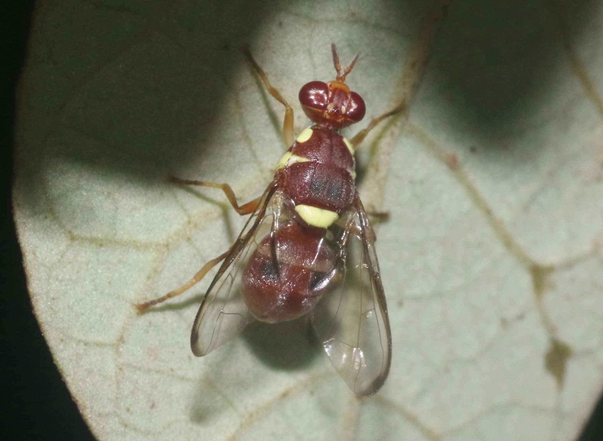 Dacus frontalis